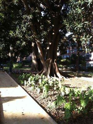 Un ficus decimonónico en el parque de Floridablanca (Murcia).