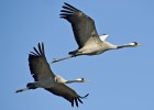 Cita para 'birdwatchers'