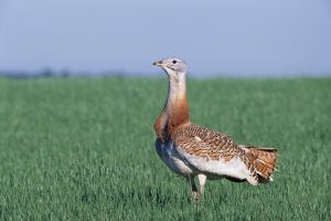 Una avutarda común ('otis tarda') en los llanos de La Albuera (Badajoz).