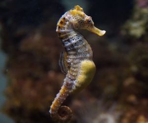 Caballitos de mar en el Aquarium de la Universidad de Murcia.