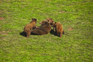 Osos en el parque de Cabárceno, Cantabria.