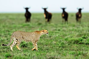 Un guepardo ante sus presas en el parque nacional del Serengeti, en Tanzania.