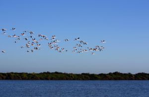 Flamencos a su paso por el Algarve, en Portugal.