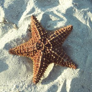 Una estrella de mar en Cuba.