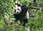 Chengdú, donde viven los pandas