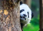 Bienvenidos al planeta panda