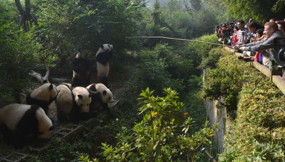 Chengdú, planeta panda