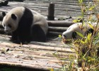 Así juegan los pandas en Chengdú Así juegan los pandas en Chengdú