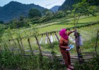 Tigres y orangutanes en Aceh Tigres y orangutanes en Aceh