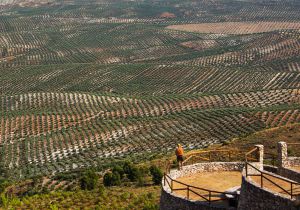 Campos de olivares cerca de la ciudad de Úbeda (Jaén).