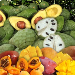 Frutos subtropicales en la Finca San Ramón (La Herradura).