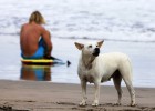 Cómo viajar con tu perro Cómo viajar con tu perro