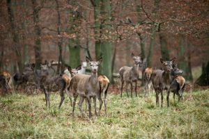 Ciervos en el bosque de Dyrehave, al norte de Copenhague.