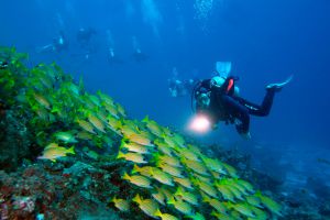 Un banco de pargos de rayas azules en las islas Maldivas.