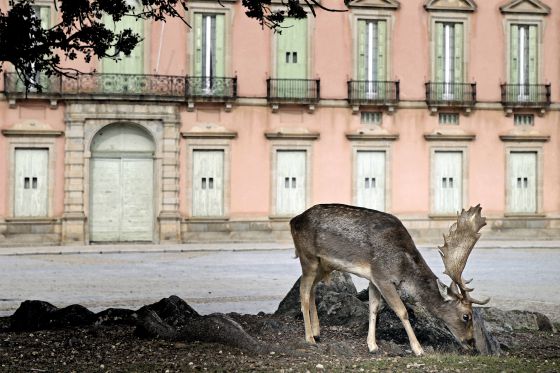 Un gamo en las praderas del palacio de Riofrío, en Segovia.