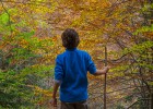 15 bosques para sentir el otoño 15 bosques para sentir el otoño