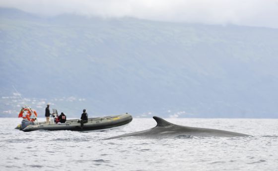 Avistamiento de ballenas en las Azores.