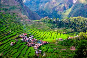 Arrozales en Batad, al norte de Luzón (Filipinas), declarados patrimonio mundial.