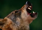 10 destinos donde toparse con animales de pedigrí mítico 10 destinos donde toparse con animales de pedigrí mítico