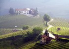 Barolo, viñedos en la niebla Barolo, viñedos en la niebla