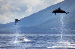 Delfines saltando frente a una de las islas Azores (Portugal).