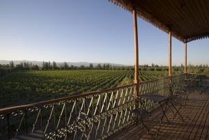 Un viñedo en Mendoza, Argentina.