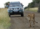 Elefantes y leones en Sudáfrica Elefantes y leones en Sudáfrica