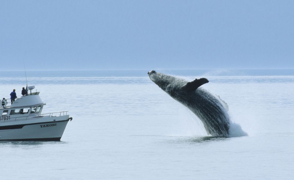 Fotos de ballenas con cuerno 4 Fotos de ballenas con cuerno 8