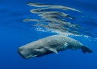 Los 10 mejores lugares para ver ballenas Los 10 mejores lugares para ver ballenas