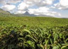 El corazón verde de Mozambique El corazón verde de Mozambique