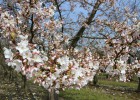 Festival Hanami en la campiña inglesa Festival Hanami en la campiña inglesa