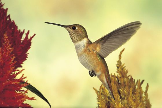 El vuelo del colibrí.