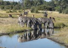 Okavango salvaje Okavango salvaje
