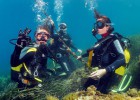 Entre morenas y delfines en Murcia Entre morenas y delfines en Murcia