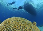 Cuba para amantes del buceo Cuba para amantes del buceo