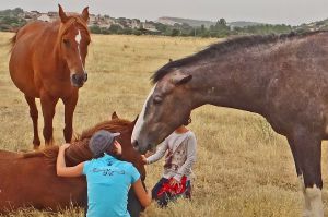 Caballos de la finca El Gallinero, en la provincia de Segovia.