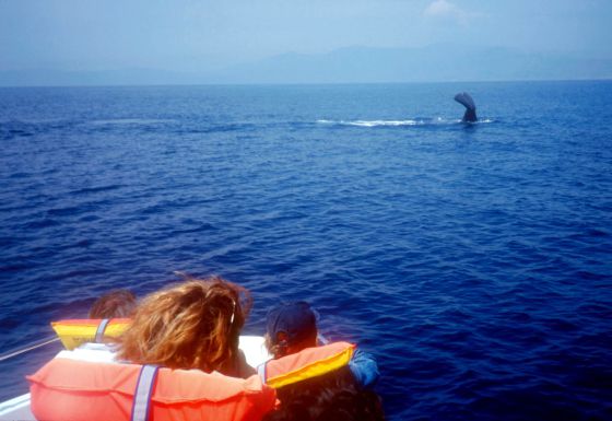 Excursión para ver ballenas el Estrecho de Gibraltar.