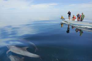Turistas contemplando delfines en la península de Baja California (México).