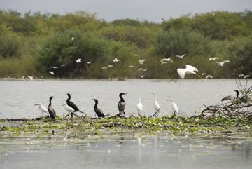 Charranes, garzas y y cormoranes en el Crooked Tree Wildlife Sanctuary, en Belice.