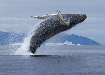 Una alucinante travesía entre icebergs y ballenas Una alucinante travesía entre icebergs y ballenas