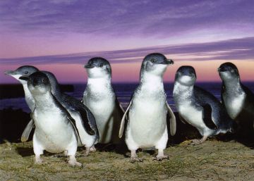 Los pingüinos más pequeños del mundo Los pingüinos más pequeños del mundo