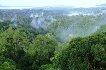 Vistas sobre las copas de los árboles en el parque nacional de Ulu Temburong (Brunéi).