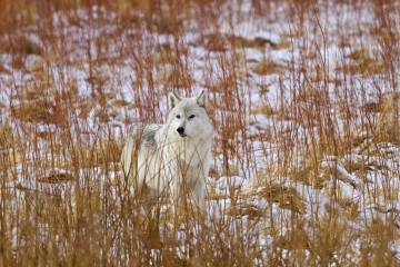 Un lobo gris en el parque nacional de Yellowstone (Estados Unidos).