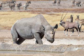 Un rinoceronte negro en el parque nacional de Etosha, en Namibia.