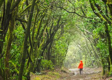Siete bosques españoles para la primavera Siete bosques españoles para la primavera