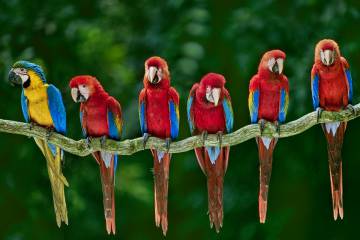 Guacamayos en la reserva nacional de Tambopata, en Perú.