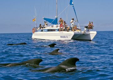 Cinco planes para ver ballenas en España Cinco planes para ver ballenas en España