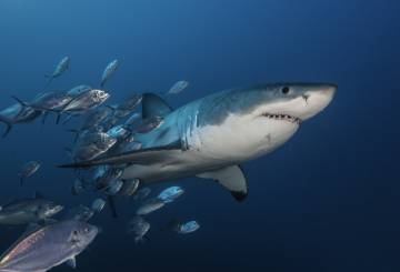 Un gran tiburón blanco en las aguas de las islas Neptuno, al sur de Australia.