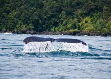 El gran criadero de las ballenas jorobadas El gran criadero de las ballenas jorobadas