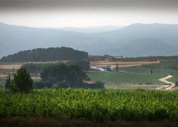 Entre copas por Terres dels Alforins